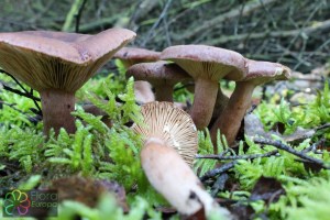 lactarius mammosus (2) (1000 x 667).jpg_product_product_product_product_product